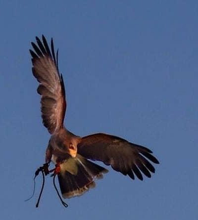 Laboratorio di Sostenibilità Ambientale sul tema della FALCONERIA , sabato 4 ottobre 2025 a Prazzo