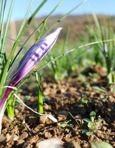 Domenica 24 maggio Laboratorio di degustazione dei prodotti con zafferano a Celle di Macra, con l’azienda Zaf Zaf