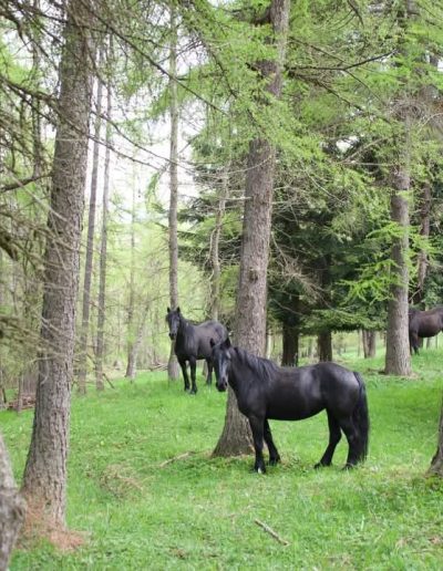 Ultimo appuntamento a Celle di Macra sabato 20 giugno 2026 con la passeggiata tra natura e cultura