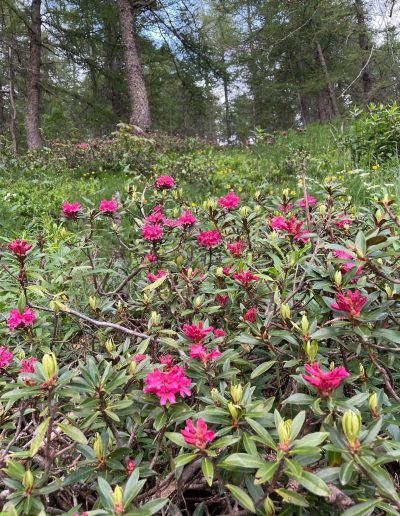 Ritorna la SAGRA DEL RODODENDRO  domenica 12 luglio a Elva